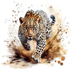 a watercolor painting of a leopard running through the grass and dirt with spots on it's face