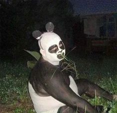 a panda bear sitting on the ground eating grass