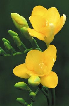 two yellow flowers with green stems in the foreground