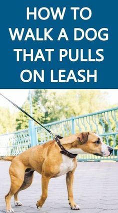 a brown and white dog on a leash with the words how to walk a dog that pulls on leash