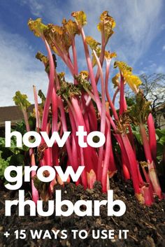 the words how to grow rhubarb are in front of a garden bed