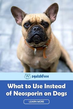 If Neosporin on dogs is a bad choice, then what should you use on dog skin irritation and boo-boo's? In this Squishface blog post we have answers to that as well as the reasons behind avoiding Neosporin on dogs to keep your dog's health the best it can be. Head to Squishface for these and other dog care tips. Read now! | dog remedies