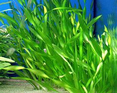 green plants are growing in front of a blue wall