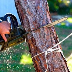 a man using a chainsaw to cut down a tree