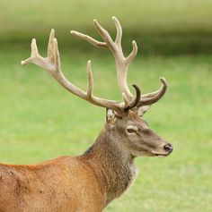 a deer with large antlers standing in the grass