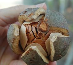 a person holding an open nut in their left hand, with the shell removed from it