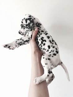 a person holding a small black and white dog