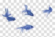 four blue fish flying in the air