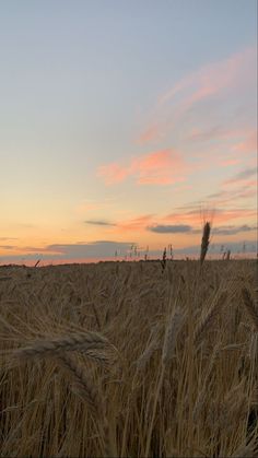 the sun is setting over a wheat field