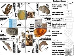 an animal's life cycle is shown in the diagram above it, with pictures of different animals