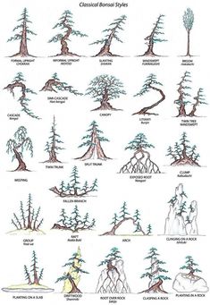 an image of different types of trees