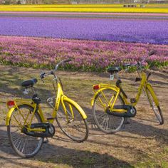 three yellow bicycles parked next to each other in front of a field with purple flowers