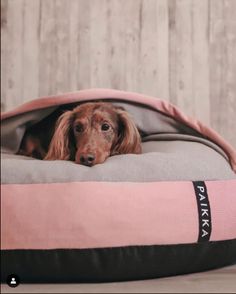 a brown dog laying on top of a pink and gray bed