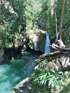 a river running through a lush green forest filled with lots of trees and water flowing down the side of it