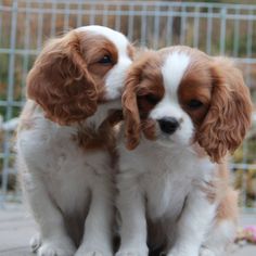 two puppies sitting next to each other in front of a fence