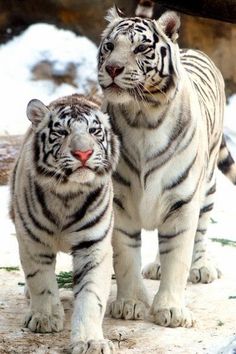 two white tigers standing next to each other