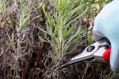 How to Harvest Lavender Harvest Lavender, Harvesting Lavender, Lavender Basket, Lavender Leaves, Harvest Basket, Open Flower, English Lavender, Lavender Plant, Master Gardener