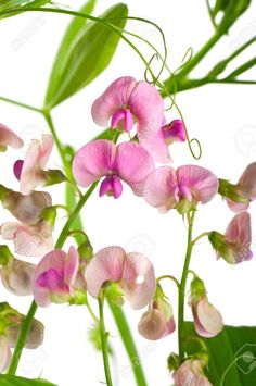 pink flowers and green leaves against a white background stock photo - 959782