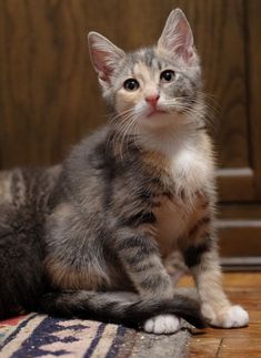 a small kitten sitting on top of a wooden floor