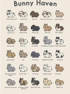 an animal chart with different types of bunnies