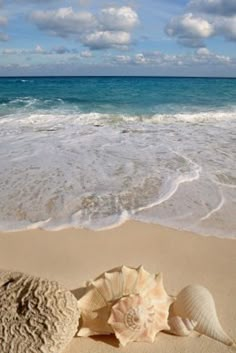 two seashells on the beach with waves coming in