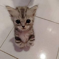 a small kitten sitting on top of a white tile floor