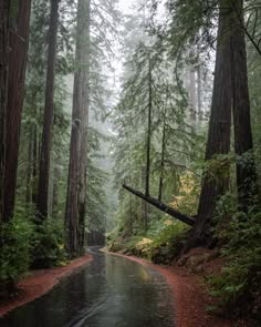 a wet road surrounded by tall trees in the rain