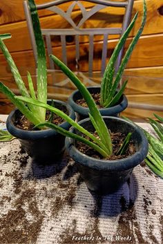 three potted plants sitting on top of a table