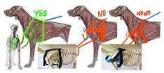 three different views of the dog's muscles and their corresponding bones are shown in this diagram