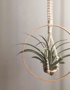 an air plant hanging from a rope in a circular pot holder on a gray wall