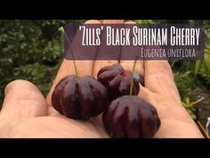 three plums in the palm of someone's hand with text that reads, zlis's black summa cherry