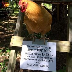 a chicken sitting on top of a wooden bench next to a sign that says, my mom had to go the store to buy eggs because i'm