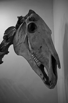 an animal skull hanging from the side of a wall