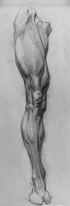 a black and white drawing of a human leg with the lower limb visible from behind