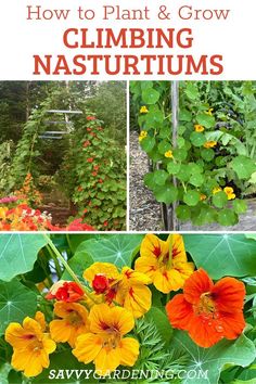 Yellow Flower Vine. With Text Reading: The Best Climbing Flower Vine to Grow. Deer Resistant Annuals, Climbing Flowers, Flower Bulbs, Unusual Flowers, Annual Flowers, Ornamental Plants, Flowering Vines, Bulb Flowers, Hanging Baskets