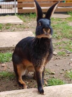 a small black and brown rabbit standing on top of a cement slab in the grass