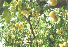 a tree filled with lots of yellow fruit hanging from it's branches and leaves