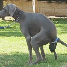 a large gray dog standing on top of a lush green field