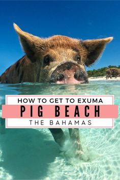 a pig swimming in the ocean with text overlay how to get to exumaa pig beach