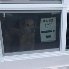 there is a sign on the window saying it's his 13th birthday with a dog