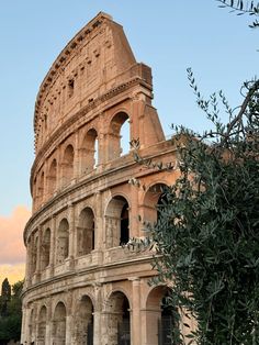 an old roman colossion with olive trees in the foreground