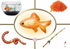 an image of goldfish and other fish in the water with different types of food