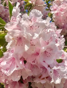 pink flowers are blooming in the sun