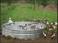 ducks and geese are gathered around an old metal barrel