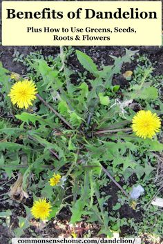 the benefits of dandelion plus how to use greens, seeds, roots and flowers