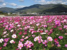 a field full of pink and white flowers with mountains in the background