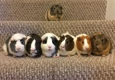 five guinea pigs are lined up on the carpeted stair case, and one is looking at the camera