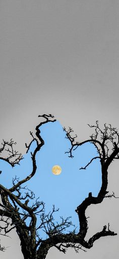 the moon is setting in the sky behind a bare tree with no leaves on it