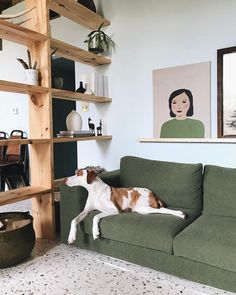 a brown and white dog laying on top of a green couch in a living room