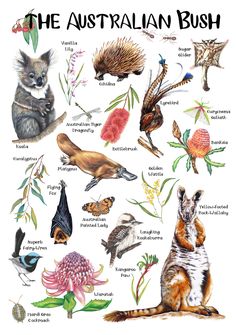 the australian bush poster with various animals and plants